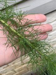 Eupatorium capillifolium
