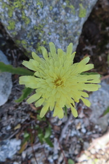 Schlagintweitia intybacea