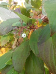 Cornus sericea