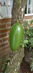 Crescentia cujete