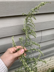 Eupatorium capillifolium
