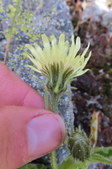 Schlagintweitia intybacea