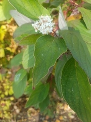 Cornus sericea