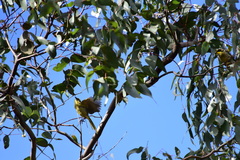 Lichenostomus melanops