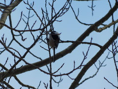 Poecile atricapillus