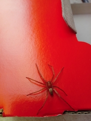 Asthenoctenus borellii