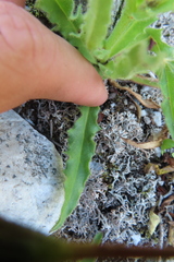 Schlagintweitia intybacea