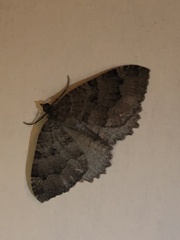 Triphosa dubitata