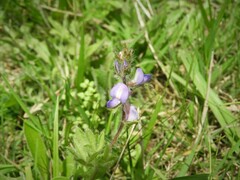 Lupinus bracteolaris