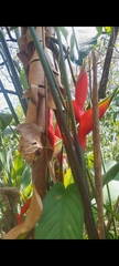 Heliconia stricta