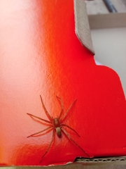 Asthenoctenus borellii