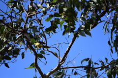 Lichenostomus melanops