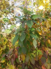 Cornus sericea