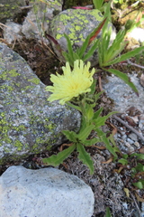 Schlagintweitia intybacea