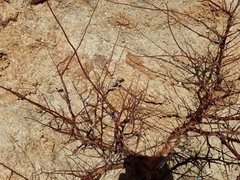 Agama anchietae
