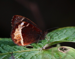 Pedaliodes phaeinomorpha