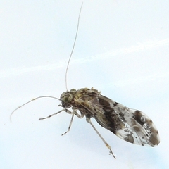 Trichadenotecnum slossonae