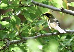 Lichenostomus melanops