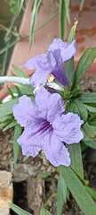 Ruellia