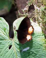 Pedaliodes phaeinomorpha