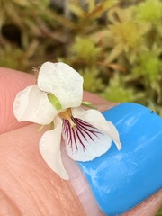 Viola renifolia