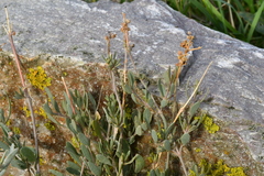 Atriplex portulacoides
