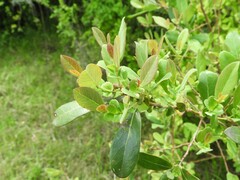 Azara uruguayensis