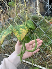 Phaseolus vulgaris