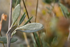 Atriplex portulacoides