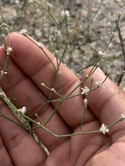 Eriogonum baileyi