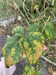 Phaseolus vulgaris