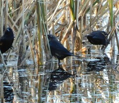 Euphagus cyanocephalus