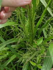 Coleataenia rigidula