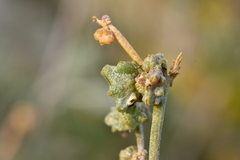 Atriplex portulacoides