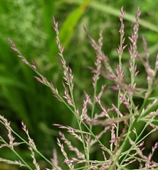 Coleataenia rigidula