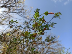 Dicliptera scutellata