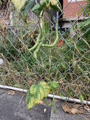 Phaseolus vulgaris