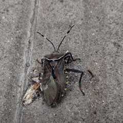 Pachylis argentinus