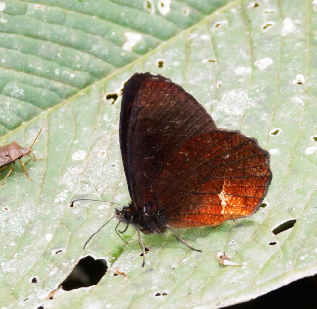 Pedaliodes pausia