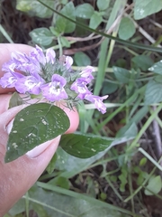 Clinopodium vulgare