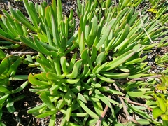 Carpobrotus edulis