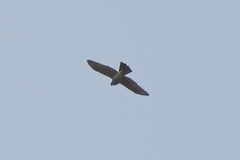 Accipiter