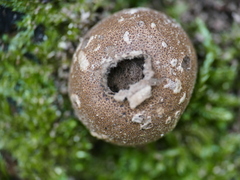Lycoperdon umbrinum