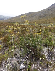 Osteospermum junceum