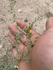 Lessingia glandulifera