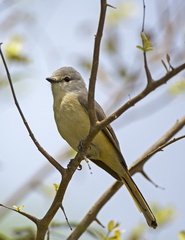 Pericrocotus cinnamomeus
