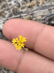 Lessingia glandulifera