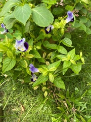 Torenia fournieri