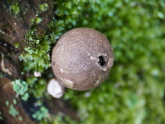 Lycoperdon umbrinum