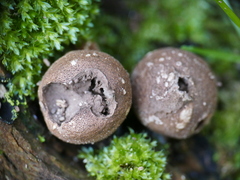 Lycoperdon umbrinum